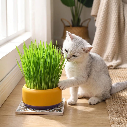 Pawlume Hydroponic Cat Grass Kit