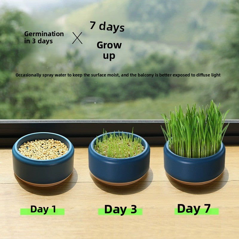 Pawlume Hydroponic Cat Grass Kit